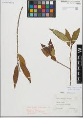 Foto von Salix fragilis L. x Salix triandra L.
